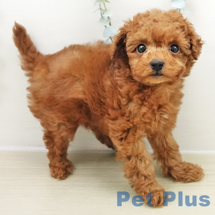 トイ・プードルの写真2