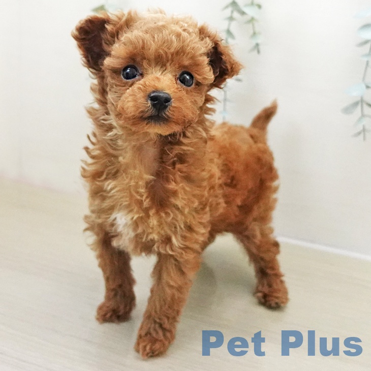 トイ・プードル