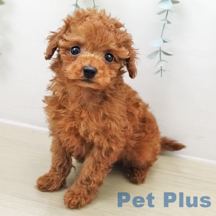 トイ・プードル