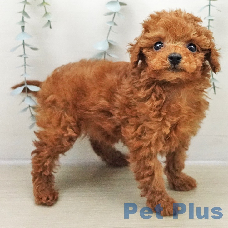 トイ・プードルの写真2