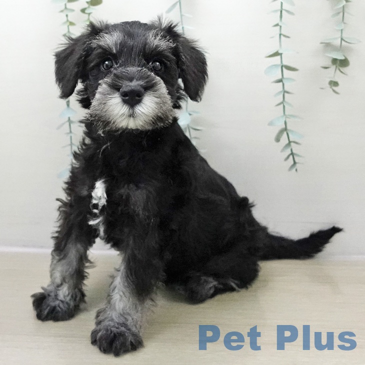 ミニチュア・シュナウザー