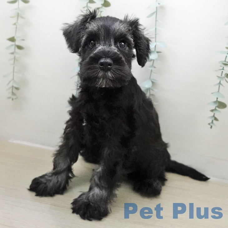 ミニチュア・シュナウザー