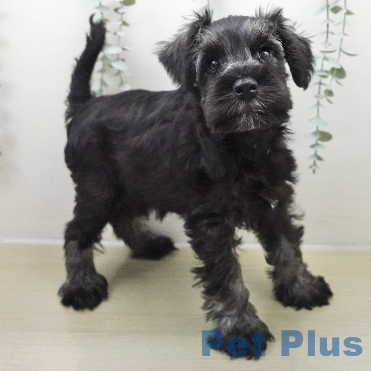 ミニチュア・シュナウザーの写真2