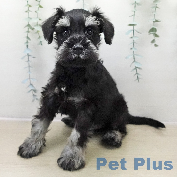 ミニチュア・シュナウザー