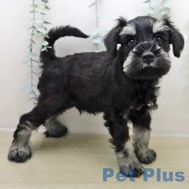 ミニチュア・シュナウザーの写真2