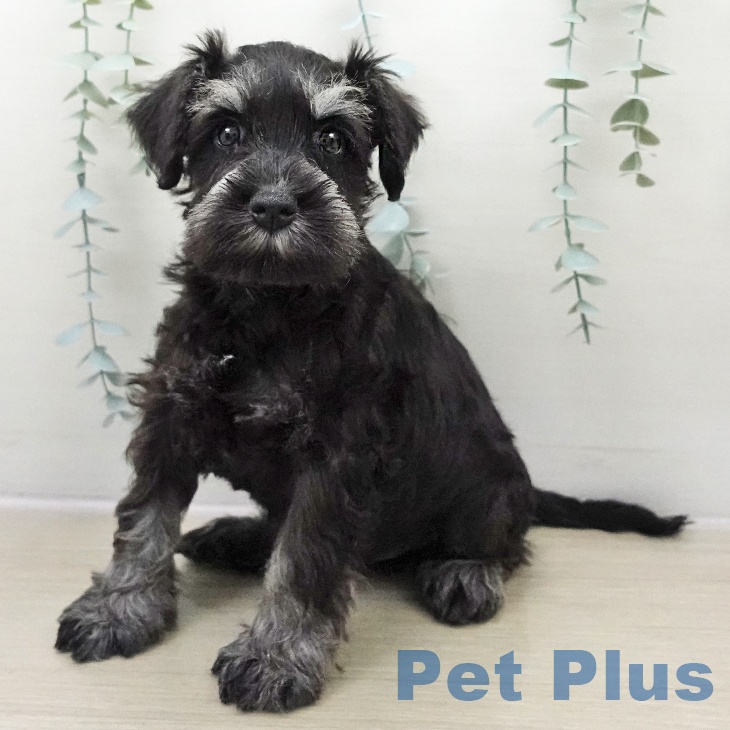 ミニチュア・シュナウザー