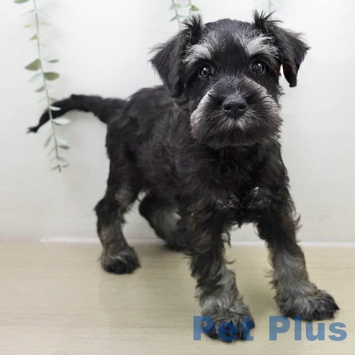 ミニチュア・シュナウザーの写真2