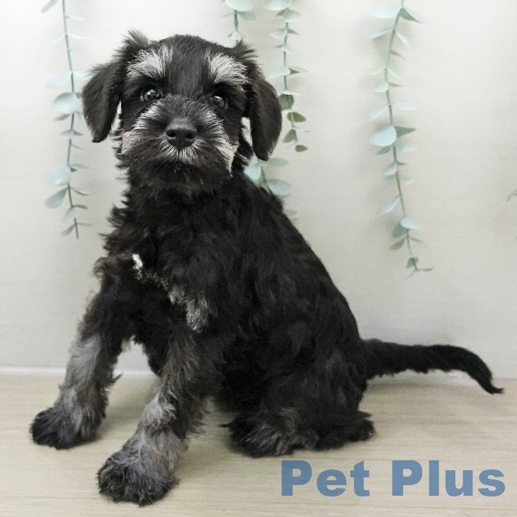 ミニチュア・シュナウザー