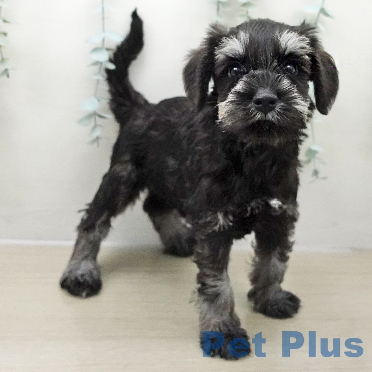 ミニチュア・シュナウザーの写真2