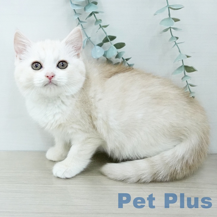 スコティッシュフォールド