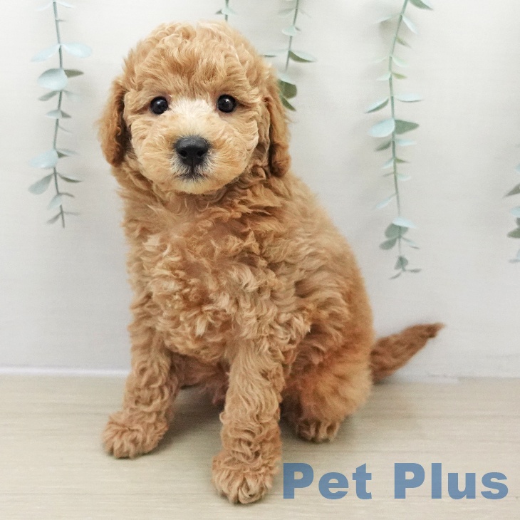 トイ・プードル