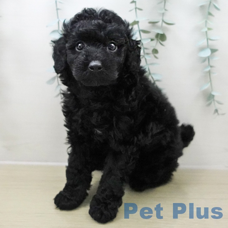 トイ・プードル