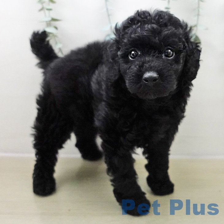 トイ・プードルの写真2