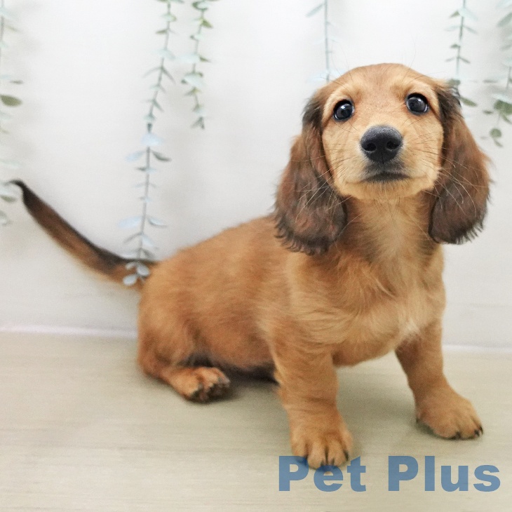 ミニチュア・ダックスフンド