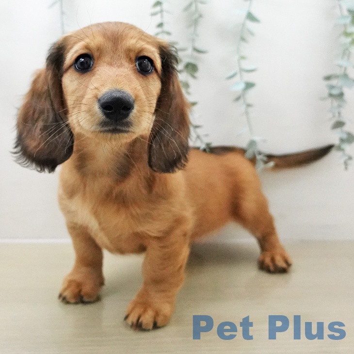 ミニチュア・ダックスフンドの写真2