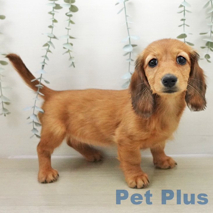 ミニチュア・ダックスフンド