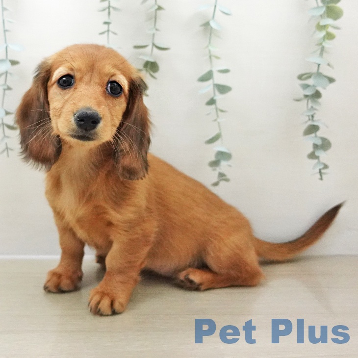 ミニチュア・ダックスフンドの写真2