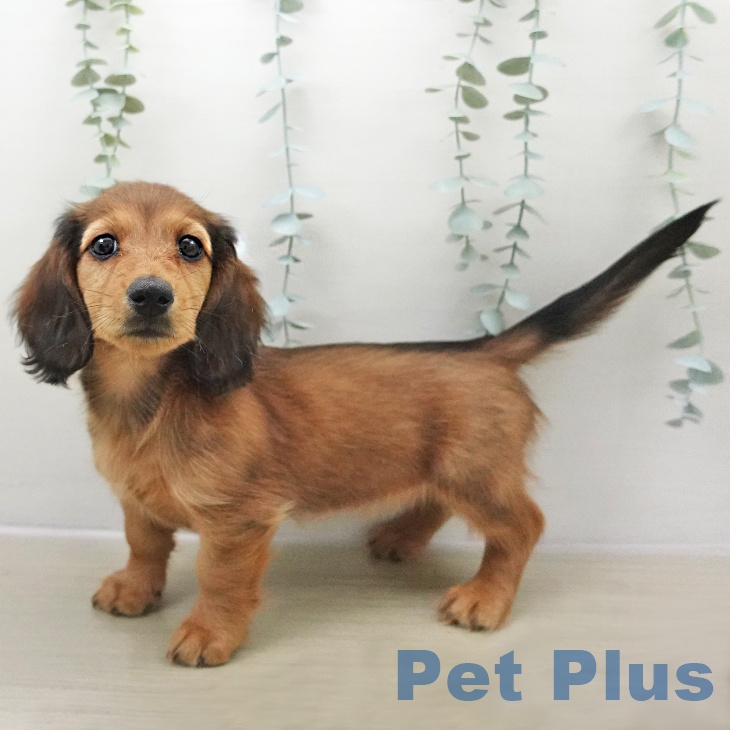 ミニチュア・ダックスフンド