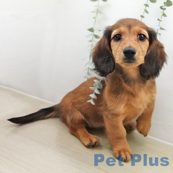 ミニチュア・ダックスフンドの写真2