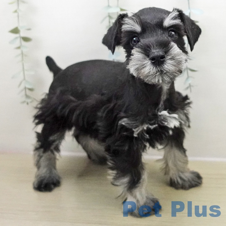 ミニチュア・シュナウザー