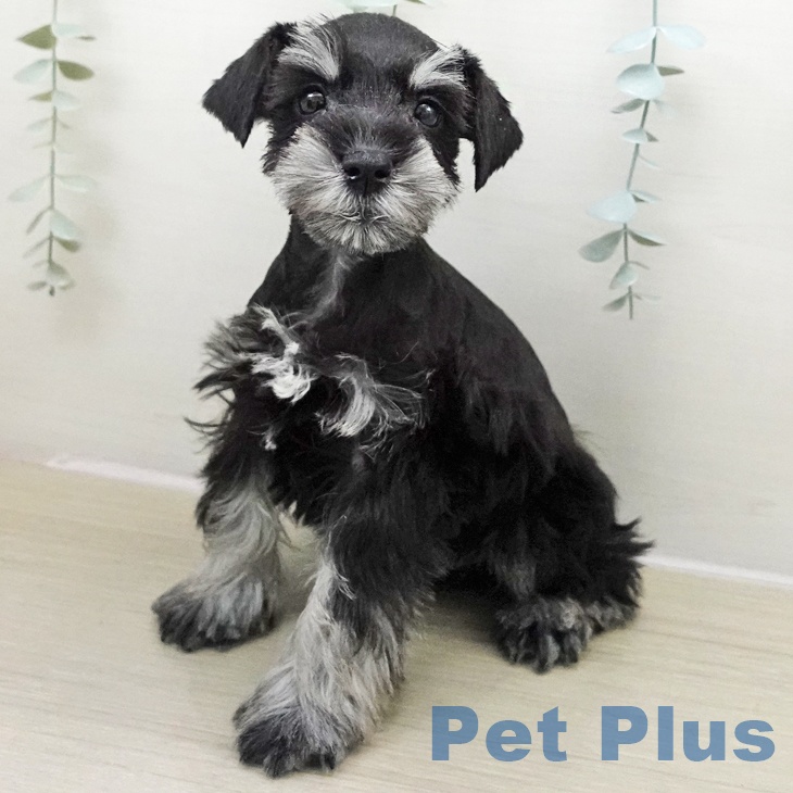 ミニチュア・シュナウザーの写真2