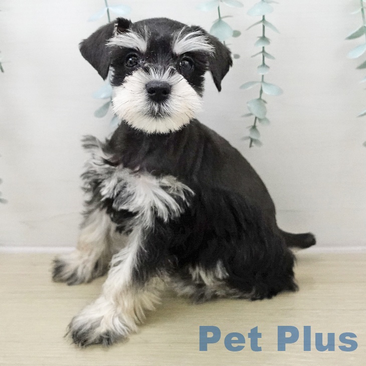 ミニチュア・シュナウザー