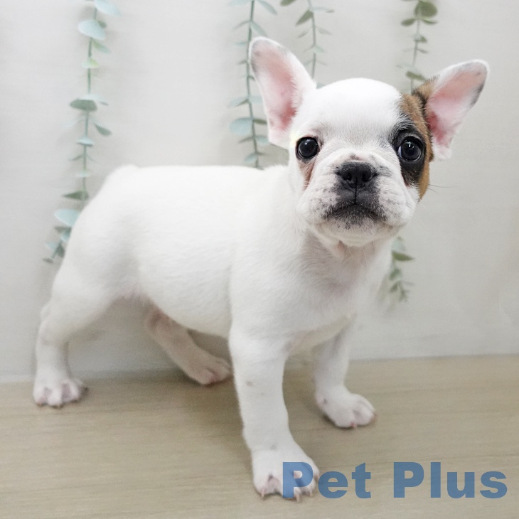 フレンチ・ブルドッグ