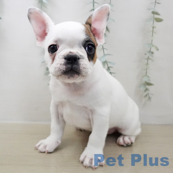 フレンチ・ブルドッグの写真2