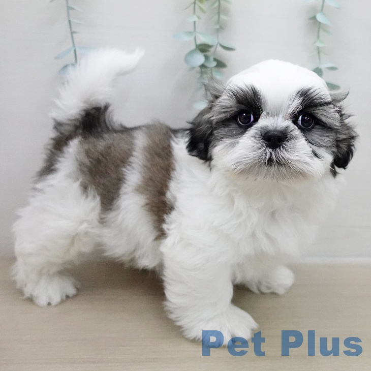 シー・ズーの写真2