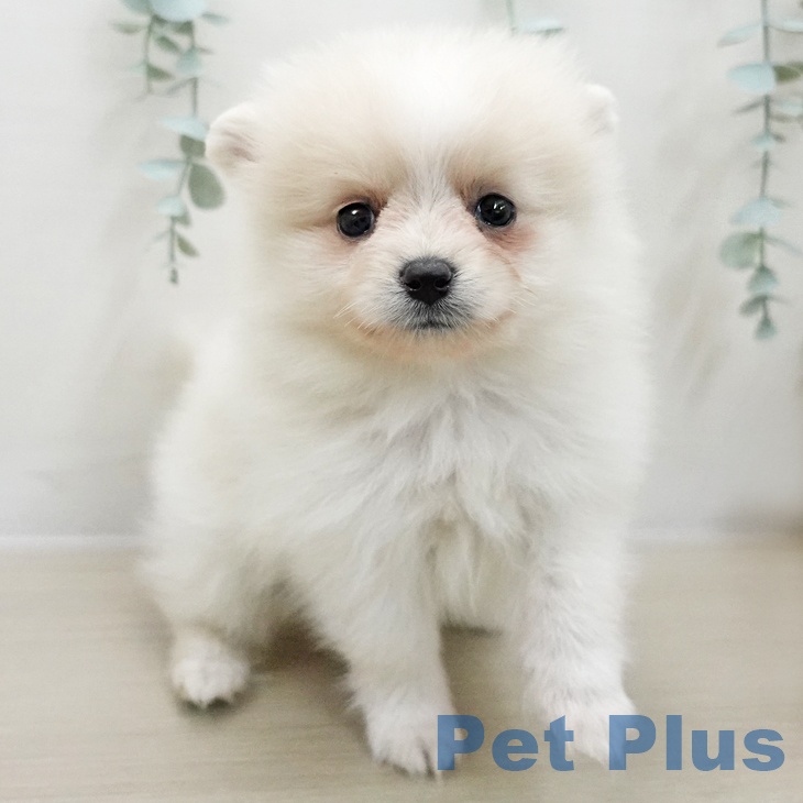 ポメラニアンの写真2