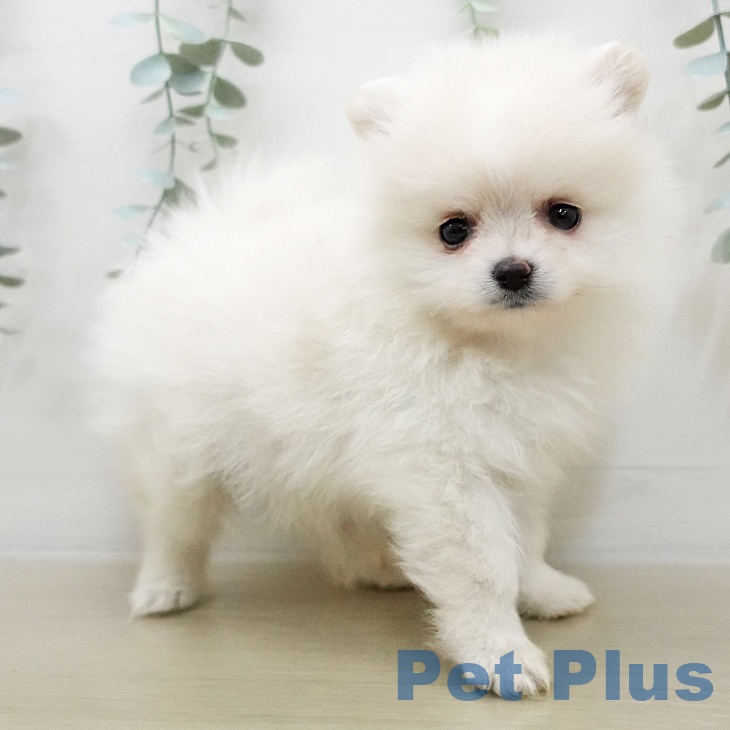 ポメラニアンの写真2