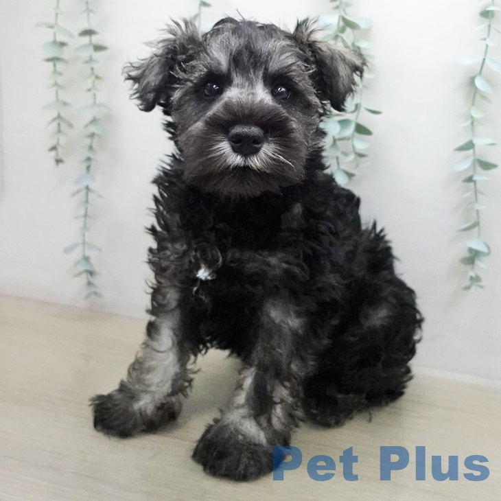 ミニチュア・シュナウザー