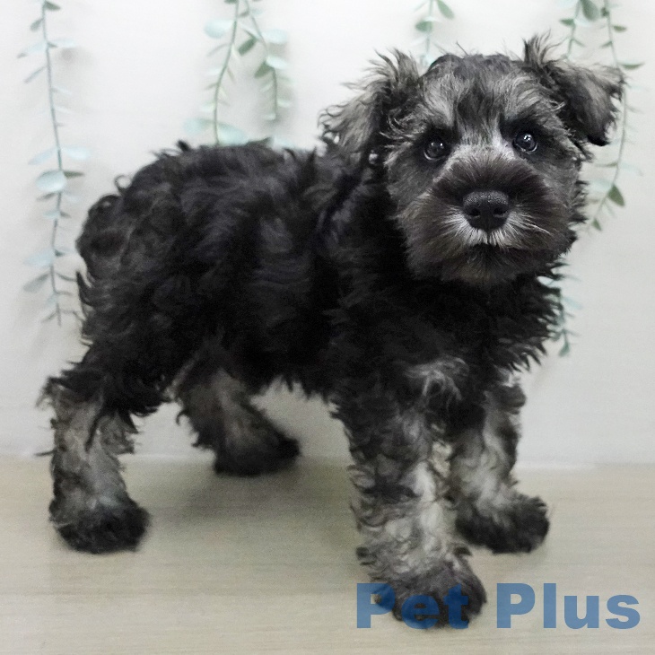 ミニチュア・シュナウザーの写真2