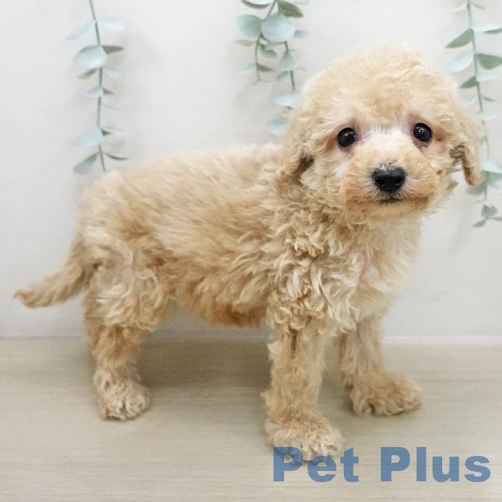 トイ・プードルの写真2