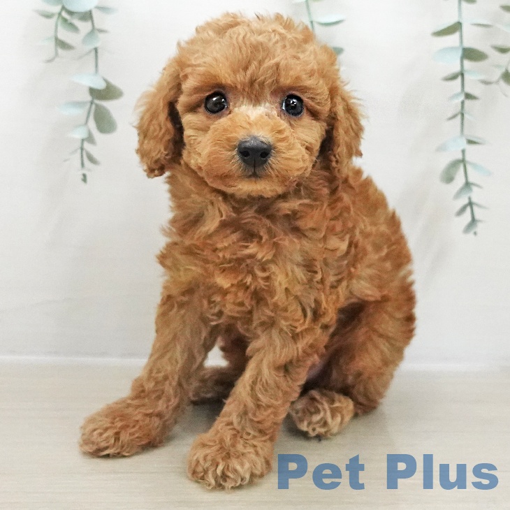 トイ・プードル