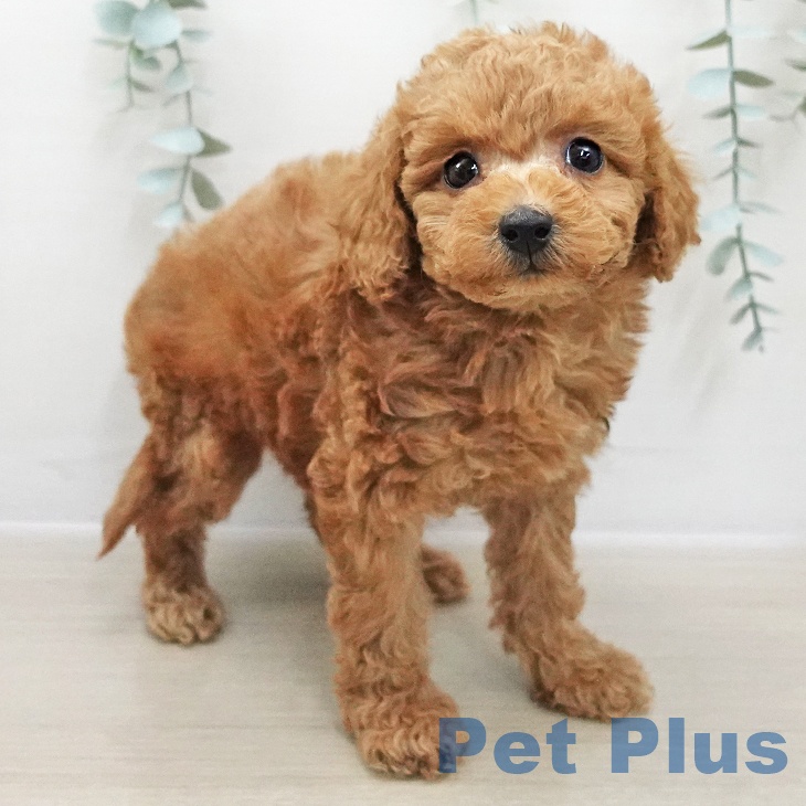 トイ・プードルの写真2