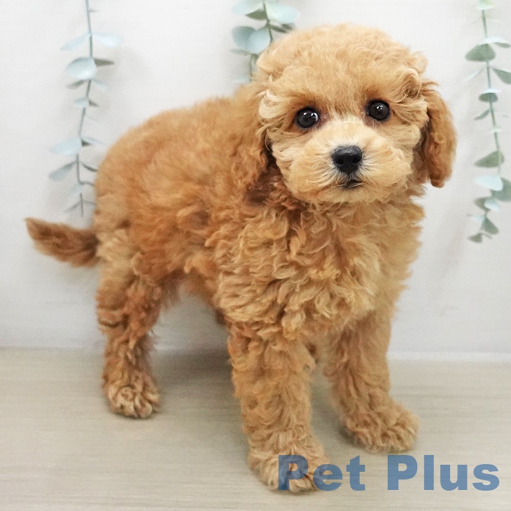 トイ・プードル