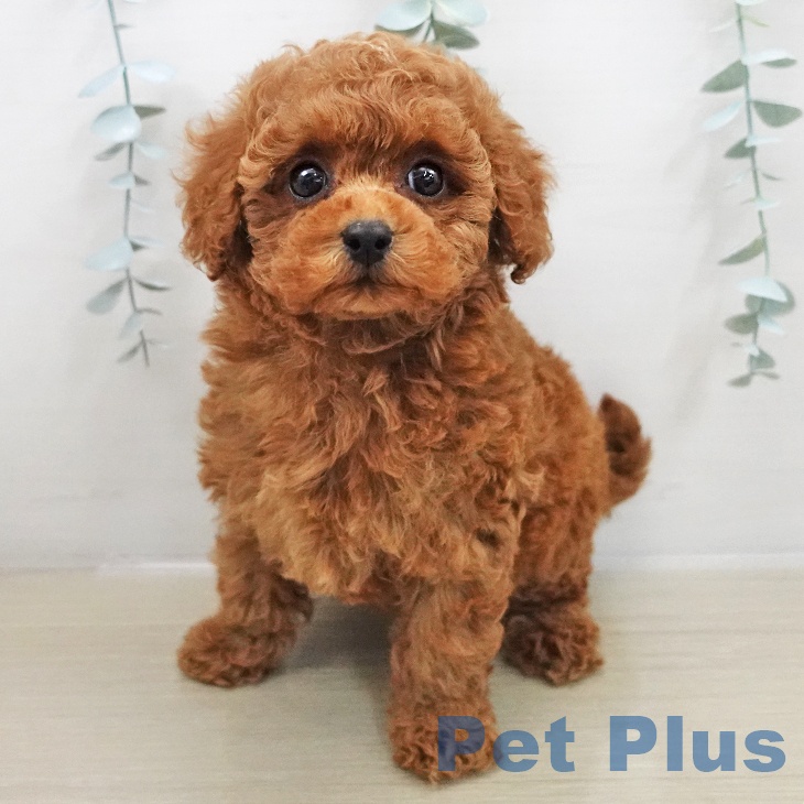 トイ・プードル