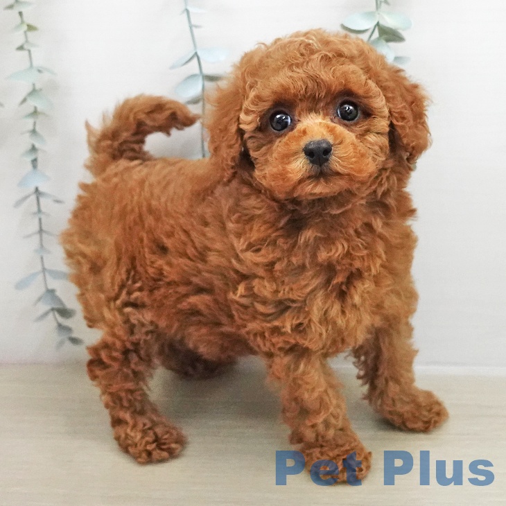 トイ・プードルの写真2