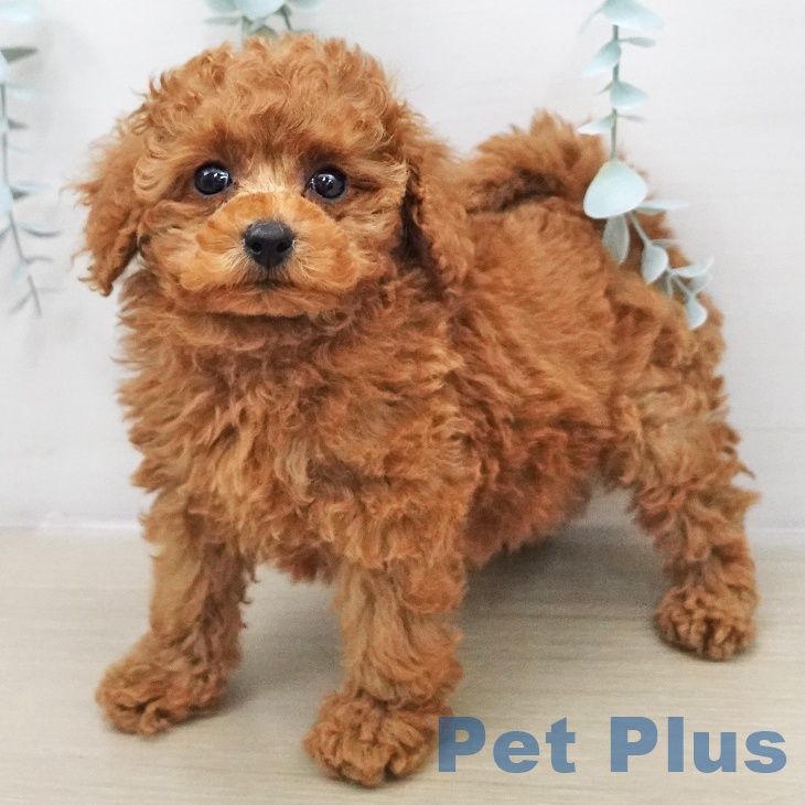 トイ・プードル