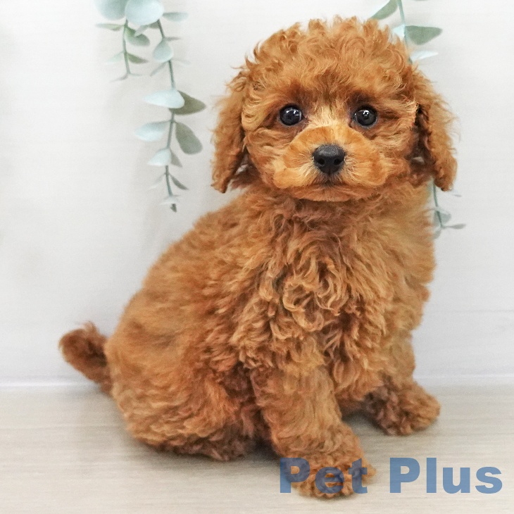 トイ・プードルの写真2