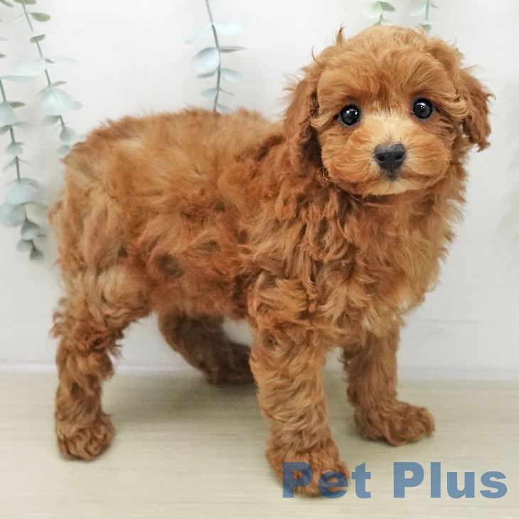 トイ・プードルの写真2