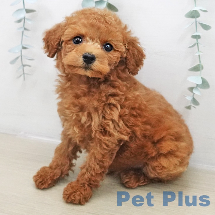 トイ・プードル