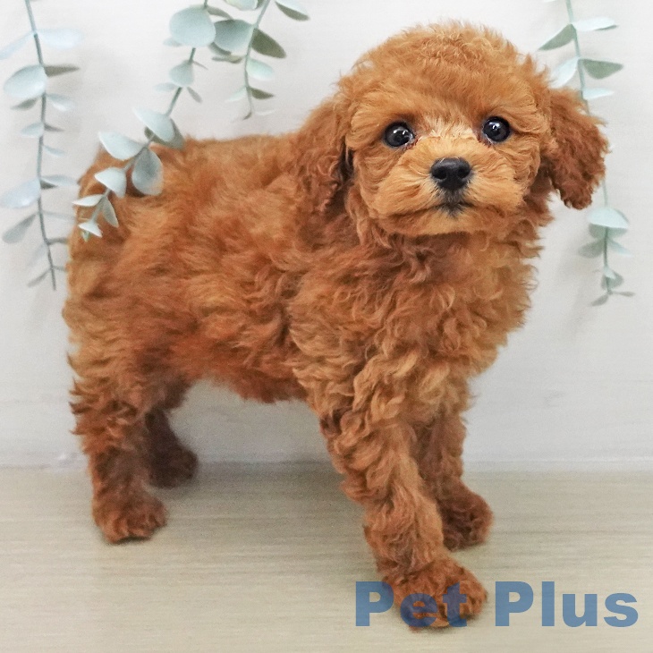 トイ・プードルの写真2