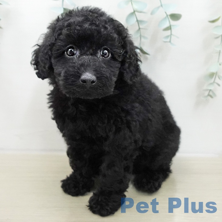 トイ・プードルの写真2