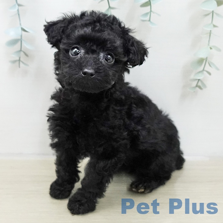 トイ・プードル