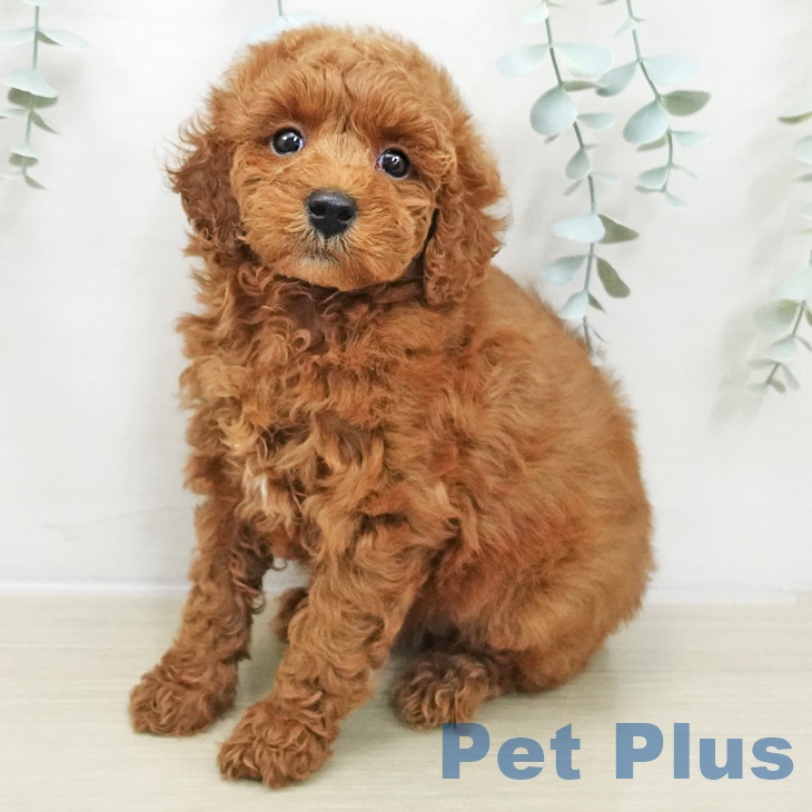 トイ・プードル