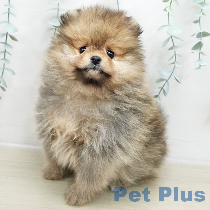 ポメラニアンの写真2