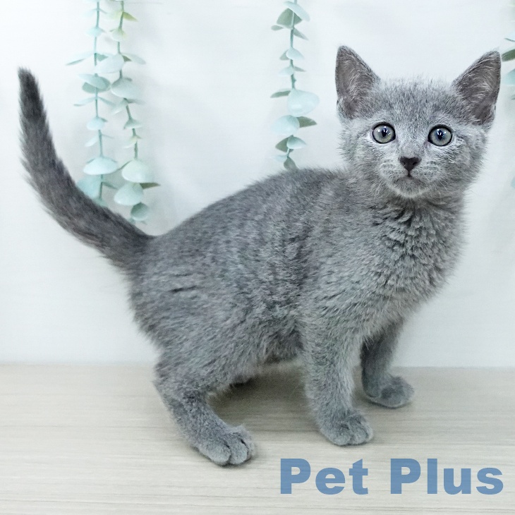 ロシアンブルー