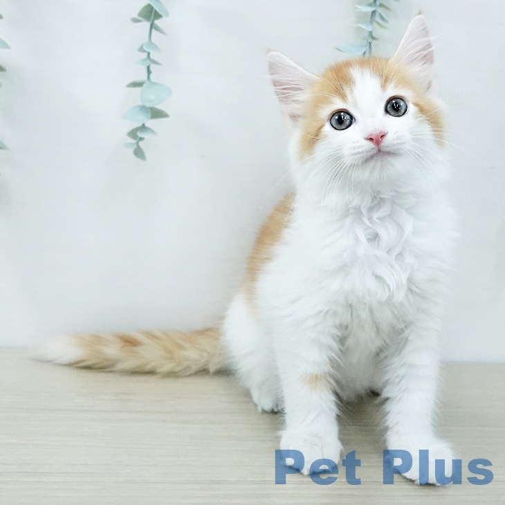 サイベリアンの写真2